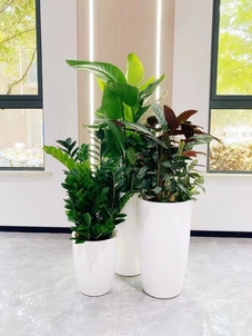 宁波北仑花木租赁价格